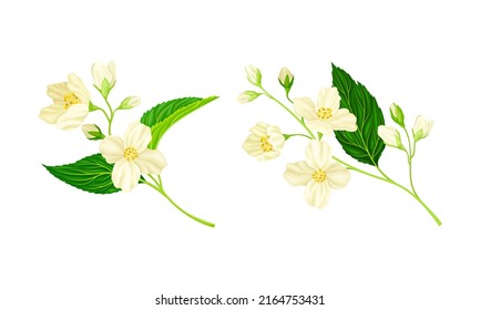 Jasmine flowers with green leaves set. Beautiful spring branches with white flowers vector illustration