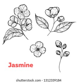 Jasmine flowers hand drawn sketch. Vintage illustration. Packaging design element.