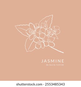 Jasmine flowers hand drawn vintage illustration. Simple design of aromatic plant
