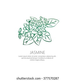 Jasmine flowers isolated background vector illustration