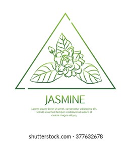 Jasmine flowers isolated. background vector illustration.