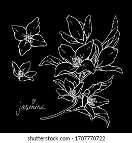 Jasmine flowers are isolated on a black background. Branch with buds and leaves vector illustration hand work. White contour on black background