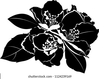 jasmine flowers isolated on white background