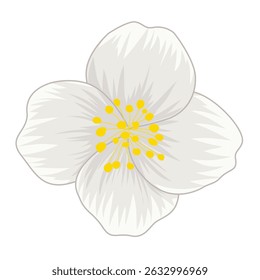 jasmine flowers isolated on white background