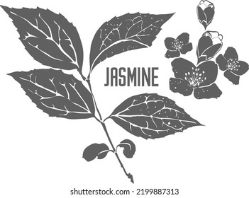 Jasmine flowers and leafs vector silhouette. Jasmine medicinal herbal outline. Jasmine branch silhouette illustration for pharmaceuticals and cosmetology.