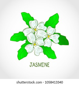 Jasmine. Flowers, leaves. Sketch. Color pattern. Logo, emblem.