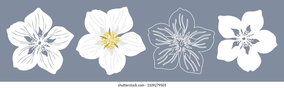 Flores jazmín. Conjunto de cuatro siluetas de flor de jazmín blanco. Ilustración vectorial aislada en fondo azul gris.