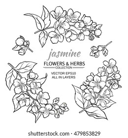 Jasminblumen auf weißem Hintergrund