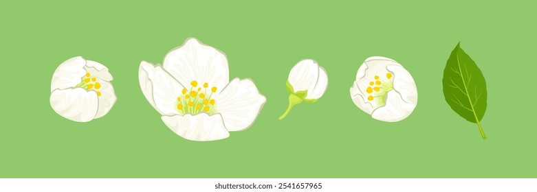 Jasmine flowers set. Vector cartoon illustration of beautiful spring flowers isolated on green.