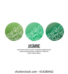 Jasmine flowers vector illustration