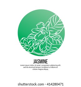 Jasmine flowers vector illustration