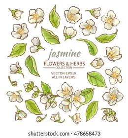 flores jazmín ambientadas en fondo blanco
