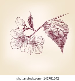  Jasmine Flower Sketch Images Stock Photos Vectors Shutterstock