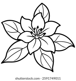 jasmine isolated on white background