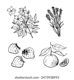Jasmine, lavender, strawberry, tangerine. Black ink drawing on a white background.