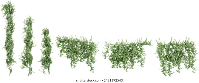 Jasmine nightshade creeper isolated in 3d rendering. Beauty plant png