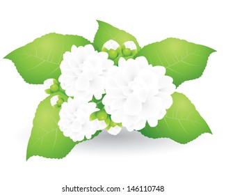 Jasmine on white background