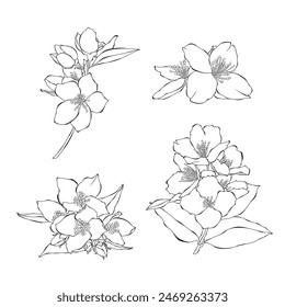 Jasmine outline hand drawn vector illustration on white backgroung