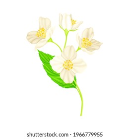 Jasmine Plant Specie with Fragrant White Flowers and Pinnate Leaves Closeup Vector Illustration