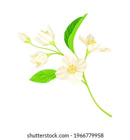 Jasmine Plant Specie with Fragrant White Flowers and Pinnate Leaves Closeup Vector Illustration