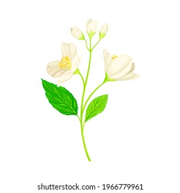 Jasmine Plant Specie with Fragrant White Flowers and Pinnate Leaves Closeup Vector Illustration