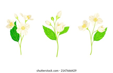 Jasmine Plant Specie with Fragrant White Flowers and Pinnate Leaves Vector Set