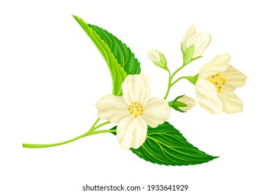 15,816 Jasmine Vector Images, Stock Photos & Vectors | Shutterstock