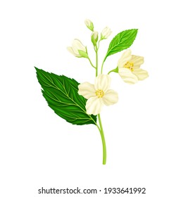 Jasmine Plant Specie on Stem with White Fragrant Flowers Closeup View Vector Illustration