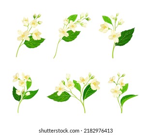 Jasmine Plant Species on Stem with White Fragrant Flowers Vector Set