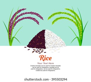 Jasmine Rice and Rice Berries, illustration design.