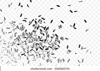 Jasmine rice on transparent background, Brown rice and mixed rice on table top view. Silhouette of flakes, spread on the flat surface or table. Vector.