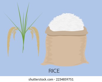 Arroz jazmín sobre fondo blanco.