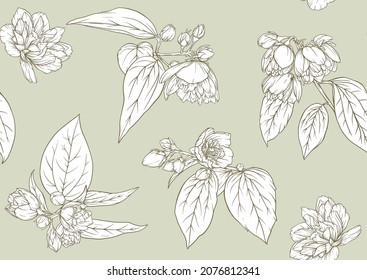 Jasmine Seamless pattern, background. Outline vector illustration. In botanical style.
