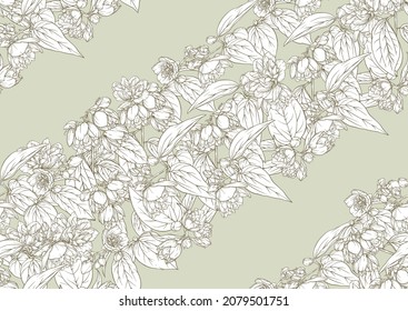 Jasmine Seamless pattern, background. Outline vector illustration. In botanical style.