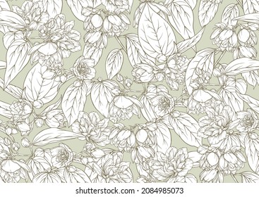 Jasmine Seamless pattern, background. Outline vector illustration. In botanical style.