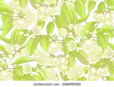 Jasmine Seamless pattern, background. Vector illustration. In botanical style Isolated on white background.