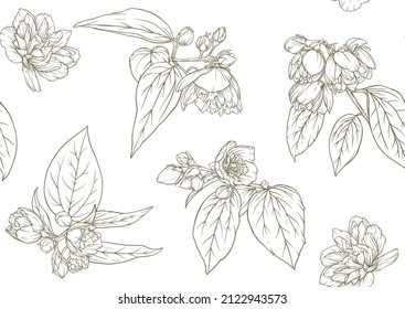 Patrón de Jasmine Seamless, fondo. Ilustración vectorial. En estilo botánico sobre fondo blanco.