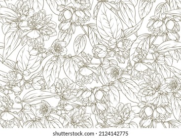 Jasmine Seamless pattern, background. Vector illustration. In botanical style on white background.