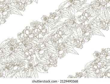 Jasmine Seamless pattern, background. Vector illustration. In botanical style on white background.