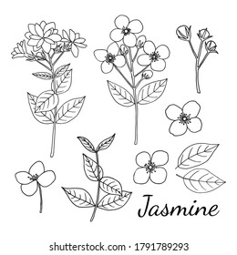Jasmine. Set with branch, flowers, buds and leaves. Hand drawn vector illustration in sketch style.