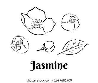 Jasmine set. Flowers, leaf and buds outline. Black and white icons. Elements for floral design. Vector illustration.