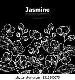 Jasmine sketch. Hand drawn vector illustration. Jasmine frame. Design template. Drawn with ink.