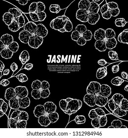 Jasmine sketch. Hand drawn vector illustration. Jasmine frame. Design template. 