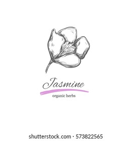 Jasmine in sketch style. Isolated objects. Natural herbs and flowers. Beauty and Ayurveda. Organic cosmetics