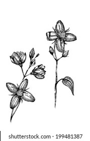 jasmine, jasmine twig, jasmine flower, jasmine picture, jasmine vector