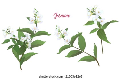 Jasmine twigs. Blue flowers, buds, green leaves. Spring blossom. Light florets bloom on white background. Digital realistic illustration in watercolor style for design, vintage, vector