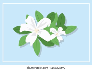 Jasmine vector blue background