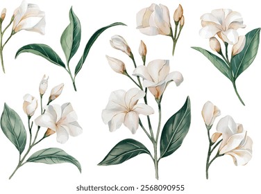 Jasmine watercolor clipart set. Hand Drawn Watercolor Jasmine Flowers and green leaves vector isolated on white background.