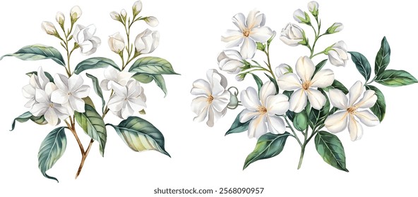 Jasmine watercolor clipart set. Hand Drawn Watercolor Jasmine Flowers and green leaves vector isolated on white background.