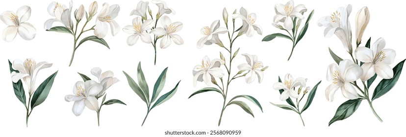 Jasmine watercolor clipart set. Hand Drawn Watercolor Jasmine Flowers and green leaves vector isolated on white background.